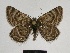  ( - SE MNC Lep 00642)  @14 [ ] Copyright (2010) Unspecified Museum fuer Naturkunde, Chemnitz