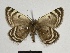  ( - SE MNC Lep 00642)  @13 [ ] Copyright (2010) Unspecified Museum fuer Naturkunde, Chemnitz