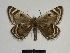  ( - SE MNC Lep 00643)  @13 [ ] Copyright (2010) Unspecified Museum fuer Naturkunde, Chemnitz