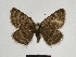  ( - SE MNC Lep 00644)  @14 [ ] Copyright (2010) Unspecified Museum fuer Naturkunde, Chemnitz