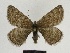  ( - SE MNC Lep 00645)  @11 [ ] Copyright (2010) Unspecified Museum fuer Naturkunde, Chemnitz
