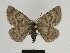  ( - SE MNC Lep 00653)  @11 [ ] Copyright (2010) Unspecified Museum fuer Naturkunde, Chemnitz