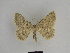  (Charissa laminaria - SE MNC Lep 00668)  @14 [ ] Copyright (2010) Unspecified Museum fuer Naturkunde, Chemnitz