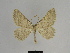  ( - SE MNC Lep 00669)  @14 [ ] Copyright (2010) Unspecified Museum fuer Naturkunde, Chemnitz