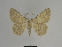  ( - SE MNC Lep 00671)  @14 [ ] Copyright (2010) Unspecified Museum fuer Naturkunde, Chemnitz