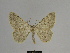  ( - SE MNC Lep 00673)  @14 [ ] Copyright (2010) Unspecified Museum fuer Naturkunde, Chemnitz