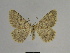  ( - SE MNC Lep 00674)  @14 [ ] Copyright (2010) Unspecified Museum fuer Naturkunde, Chemnitz