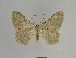  (Charissa laminaria - SE MNC Lep 00675)  @14 [ ] Copyright (2010) Unspecified Museum fuer Naturkunde, Chemnitz