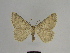  ( - SE MNC Lep 00676)  @14 [ ] Copyright (2010) Unspecified Museum fuer Naturkunde, Chemnitz