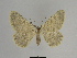  ( - SE MNC Lep 00677)  @14 [ ] Copyright (2010) Unspecified Museum fuer Naturkunde, Chemnitz