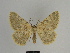  ( - SE MNC Lep 00678)  @14 [ ] Copyright (2010) Unspecified Museum fuer Naturkunde, Chemnitz