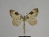  ( - SE MNC Lep 00713)  @11 [ ] Copyright (2010) Unspecified Museum fuer Naturkunde, Chemnitz
