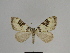  ( - SE MNC Lep 00714)  @11 [ ] Copyright (2010) Unspecified Museum fuer Naturkunde, Chemnitz