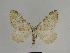  (Colostygia puengeleri - SE MNC Lep 00722)  @14 [ ] Copyright (2010) Unspecified Museum fuer Naturkunde, Chemnitz