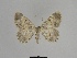  ( - SE MNC Lep 00748)  @14 [ ] Copyright (2010) Unspecified Museum fuer Naturkunde, Chemnitz