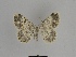  ( - SE MNC Lep 00749)  @14 [ ] Copyright (2010) Unspecified Museum fuer Naturkunde, Chemnitz