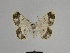  ( - SE MNC Lep 00749)  @13 [ ] Copyright (2010) Unspecified Museum fuer Naturkunde, Chemnitz