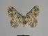  ( - SE MNC Lep 00750)  @14 [ ] Copyright (2010) Unspecified Museum fuer Naturkunde, Chemnitz