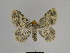  ( - SE MNC Lep 00751)  @14 [ ] Copyright (2010) Unspecified Museum fuer Naturkunde, Chemnitz