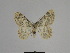  ( - SE MNC Lep 00752)  @13 [ ] Copyright (2010) Unspecified Museum fuer Naturkunde, Chemnitz