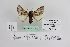  (Thaumetopoea pseudosolitaria - BC JM 0001)  @11 [ ] Unspecified (default): All Rights Reserved  Unspecified Unspecified