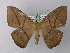  ( - BC ZSM Lep 19830)  @13 [ ] CreativeCommons - Attribution Non-Commercial Share-Alike (2010) Unspecified SNSB, Zoologische Staatssammlung Muenchen