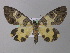  ( - BC ZSM Lep 19833)  @13 [ ] CreativeCommons - Attribution Non-Commercial Share-Alike (2010) Unspecified SNSB, Zoologische Staatssammlung Muenchen