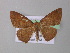  ( - BC ZSM Lep 19840)  @13 [ ] CreativeCommons - Attribution Non-Commercial Share-Alike (2010) Unspecified SNSB, Zoologische Staatssammlung Muenchen