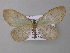  ( - BC ZSM Lep 19843)  @13 [ ] CreativeCommons - Attribution Non-Commercial Share-Alike (2010) Unspecified SNSB, Zoologische Staatssammlung Muenchen