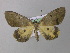  ( - BC ZSM Lep 19846)  @12 [ ] CreativeCommons - Attribution Non-Commercial Share-Alike (2010) Unspecified SNSB, Zoologische Staatssammlung Muenchen