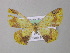  ( - BC ZSM Lep 19852)  @11 [ ] CreativeCommons - Attribution Non-Commercial Share-Alike (2010) Unspecified SNSB, Zoologische Staatssammlung Muenchen