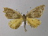  (Pantherodes AH01Ec - BC ZSM Lep 19862)  @13 [ ] CreativeCommons - Attribution Non-Commercial Share-Alike (2010) Unspecified SNSB, Zoologische Staatssammlung Muenchen