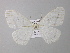  (Carpella AH01Ec - BC ZSM Lep 19867)  @11 [ ] CreativeCommons - Attribution Non-Commercial Share-Alike (2010) Unspecified SNSB, Zoologische Staatssammlung Muenchen