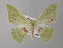  ( - BC ZSM Lep 19871)  @11 [ ] CreativeCommons - Attribution Non-Commercial Share-Alike (2010) Unspecified SNSB, Zoologische Staatssammlung Muenchen