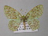  ( - BC ZSM Lep 19879)  @13 [ ] CreativeCommons - Attribution Non-Commercial Share-Alike (2010) Unspecified SNSB, Zoologische Staatssammlung Muenchen