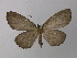  ( - BC ZSM Lep 19883)  @11 [ ] CreativeCommons - Attribution Non-Commercial Share-Alike (2010) Unspecified SNSB, Zoologische Staatssammlung Muenchen