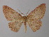  ( - BC ZSM Lep 19897)  @14 [ ] CreativeCommons - Attribution Non-Commercial Share-Alike (2010) Unspecified SNSB, Zoologische Staatssammlung Muenchen