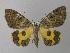  ( - BC ZSM Lep 19899)  @13 [ ] CreativeCommons - Attribution Non-Commercial Share-Alike (2010) Unspecified SNSB, Zoologische Staatssammlung Muenchen