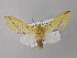  ( - BC ZSM Lep 19904)  @14 [ ] CreativeCommons - Attribution Non-Commercial Share-Alike (2010) Unspecified SNSB, Zoologische Staatssammlung Muenchen