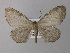  ( - BC ZSM Lep 19912)  @14 [ ] CreativeCommons - Attribution Non-Commercial Share-Alike (2010) Unspecified SNSB, Zoologische Staatssammlung Muenchen