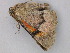  ( - BC ZSM Lep 26747)  @12 [ ] CreativeCommons - Attribution Non-Commercial Share-Alike (2010) Unspecified SNSB, Zoologische Staatssammlung Muenchen