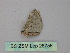  (Nebula AH03Cl - BC ZSM Lep 26756)  @12 [ ] CreativeCommons - Attribution Non-Commercial Share-Alike (2010) Unspecified SNSB, Zoologische Staatssammlung Muenchen