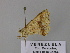  ( - BC ZSM Lep 26763)  @13 [ ] CreativeCommons - Attribution Non-Commercial Share-Alike (2010) Unspecified SNSB, Zoologische Staatssammlung Muenchen