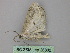  ( - BC ZSM Lep 26802)  @12 [ ] CreativeCommons - Attribution Non-Commercial Share-Alike (2010) Unspecified SNSB, Zoologische Staatssammlung Muenchen