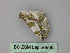 ( - BC ZSM Lep 26809)  @12 [ ] CreativeCommons - Attribution Non-Commercial Share-Alike (2010) Unspecified SNSB, Zoologische Staatssammlung Muenchen