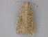  (Mythimna unipunctaAH01Cl - BC ZSM Lep 26818)  @13 [ ] CreativeCommons - Attribution Non-Commercial Share-Alike (2010) Unspecified SNSB, Zoologische Staatssammlung Muenchen