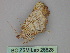  (Maeandrogonaria - BC ZSM Lep 26828)  @12 [ ] CreativeCommons - Attribution Non-Commercial Share-Alike (2010) Unspecified SNSB, Zoologische Staatssammlung Muenchen