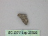  ( - BC ZSM Lep 26829)  @12 [ ] CreativeCommons - Attribution Non-Commercial Share-Alike (2010) Unspecified SNSB, Zoologische Staatssammlung Muenchen