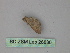  ( - BC ZSM Lep 26830)  @12 [ ] CreativeCommons - Attribution Non-Commercial Share-Alike (2010) Unspecified SNSB, Zoologische Staatssammlung Muenchen