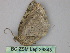 ( - BC ZSM Lep 26843)  @12 [ ] CreativeCommons - Attribution Non-Commercial Share-Alike (2010) Unspecified SNSB, Zoologische Staatssammlung Muenchen